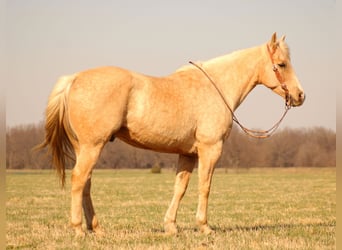 Quarter horse américain, Hongre, 14 Ans, Palomino