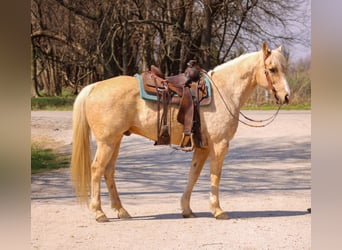 Quarter horse américain, Hongre, 14 Ans, Palomino