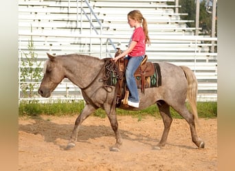 Quarter horse américain, Hongre, 15 Ans, 119 cm, Bai
