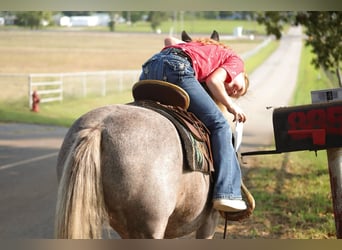 Quarter horse américain, Hongre, 15 Ans, 119 cm, Bai