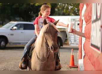 Quarter horse américain, Hongre, 15 Ans, 119 cm, Bai