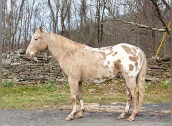 Quarter horse américain, Hongre, 15 Ans, 145 cm, Champagne