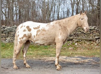 Quarter horse américain, Hongre, 15 Ans, 145 cm, Champagne