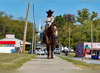 Quarter horse américain, Hongre, 15 Ans, 145 cm, Rouan Rouge