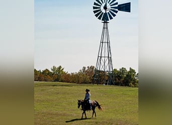 Quarter horse américain, Hongre, 15 Ans, 145 cm, Rouan Rouge