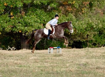 Quarter horse américain, Hongre, 15 Ans, 145 cm, Rouan Rouge