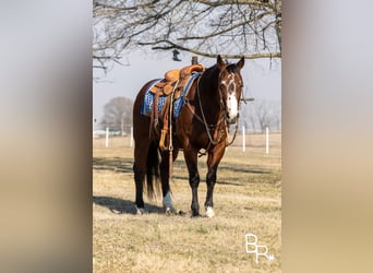 Quarter horse américain, Hongre, 15 Ans, 147 cm, Bai cerise