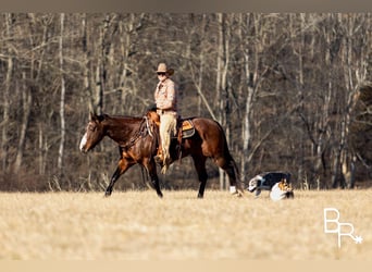 Quarter horse américain, Hongre, 15 Ans, 147 cm, Bai cerise