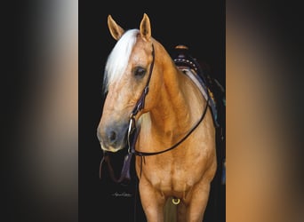 Quarter horse américain, Hongre, 15 Ans, 147 cm, Palomino