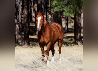 Quarter horse américain, Hongre, 15 Ans, 150 cm, Alezan brûlé