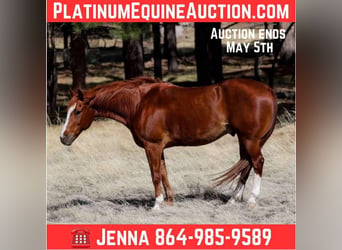 Quarter horse américain, Hongre, 15 Ans, 150 cm, Alezan brûlé
