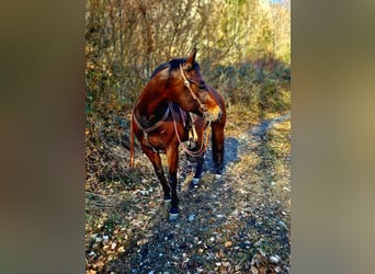 Quarter horse américain, Hongre, 15 Ans, 150 cm, Bai brun