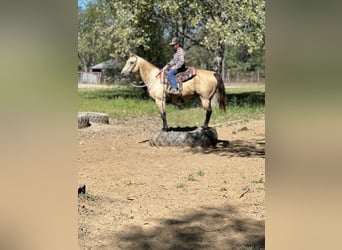 Quarter horse américain, Hongre, 15 Ans, 150 cm, Buckskin