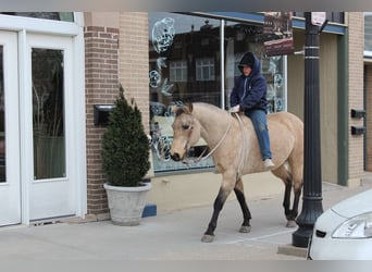 Quarter horse américain, Hongre, 15 Ans, 150 cm, Buckskin