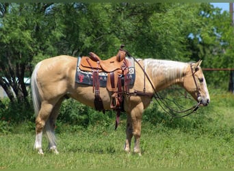 Quarter horse américain, Hongre, 15 Ans, 150 cm, Palomino