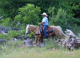 Quarter horse américain, Hongre, 15 Ans, 150 cm, Palomino