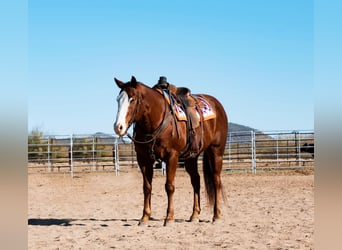 Quarter horse américain, Hongre, 15 Ans, 152 cm, Alezan brûlé