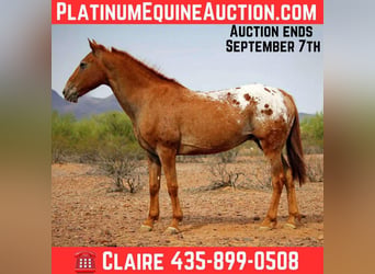 Quarter horse américain, Hongre, 15 Ans, 152 cm, Alezan brûlé