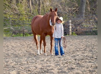 Quarter horse américain Croisé, Hongre, 15 Ans, 152 cm, Alezan cuivré