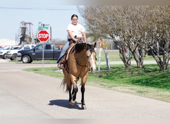 Quarter horse américain, Hongre, 15 Ans, 152 cm, Buckskin
