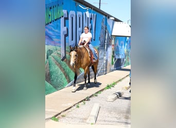 Quarter horse américain, Hongre, 15 Ans, 152 cm, Buckskin