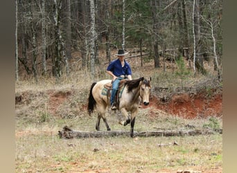 Quarter horse américain, Hongre, 15 Ans, 152 cm, Buckskin