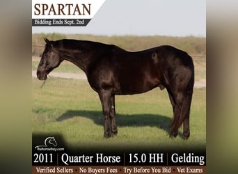 Quarter horse américain, Hongre, 15 Ans, 152 cm, Noir