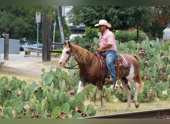 Quarter horse américain, Hongre, 15 Ans, 152 cm, Overo-toutes couleurs