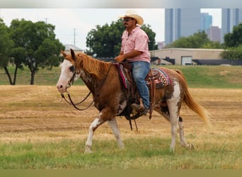 Quarter horse américain, Hongre, 15 Ans, 152 cm, Overo-toutes couleurs