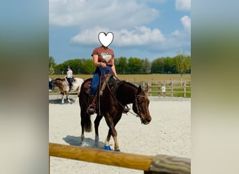 Quarter horse américain, Hongre, 15 Ans, 154 cm, Alezan brûlé