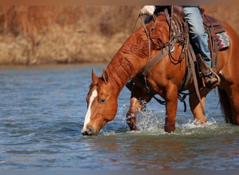 Quarter horse américain, Hongre, 15 Ans, 155 cm, Alezan cuivré