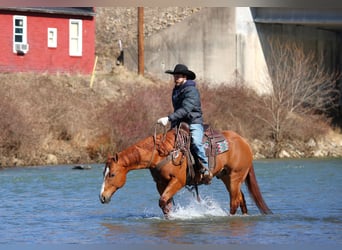 Quarter horse américain, Hongre, 15 Ans, 155 cm, Alezan cuivré
