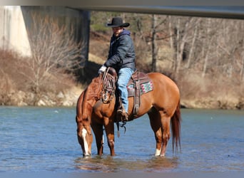 Quarter horse américain, Hongre, 15 Ans, 155 cm, Alezan cuivré