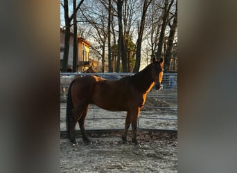 Quarter horse américain, Hongre, 15 Ans, 155 cm, Bai brun