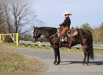 Quarter horse américain, Hongre, 15 Ans, 155 cm, Bai cerise