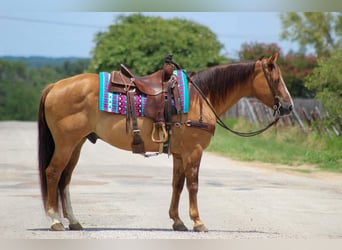 Quarter horse américain, Hongre, 15 Ans, 155 cm, Isabelle