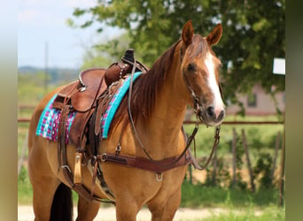 Quarter horse américain, Hongre, 15 Ans, 155 cm, Isabelle