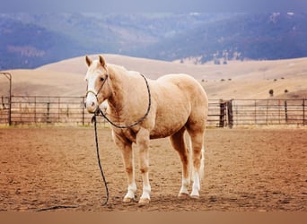 Quarter horse américain, Hongre, 15 Ans, 155 cm, Palomino