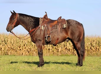 Quarter horse américain, Hongre, 15 Ans, 155 cm, Roan-Bay