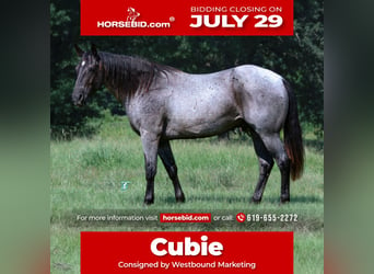 Quarter horse américain, Hongre, 15 Ans, 155 cm, Rouan Bleu