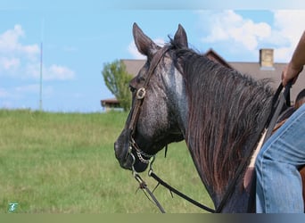 Quarter horse américain, Hongre, 15 Ans, 155 cm, Rouan Bleu
