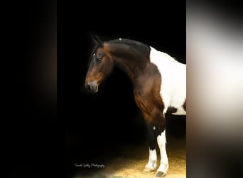 Quarter horse américain, Hongre, 15 Ans, 155 cm, Tobiano-toutes couleurs