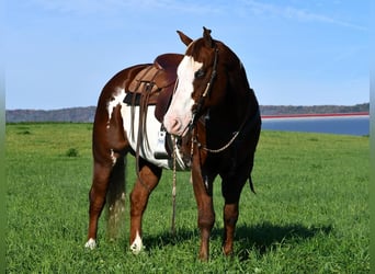 Quarter horse américain Croisé, Hongre, 15 Ans, 155 cm