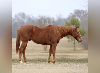 Quarter horse américain, Hongre, 15 Ans, 157 cm, Alezan brûlé