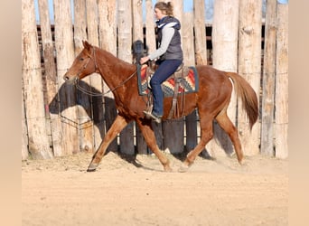 Quarter horse américain, Hongre, 15 Ans, 157 cm, Alezan brûlé