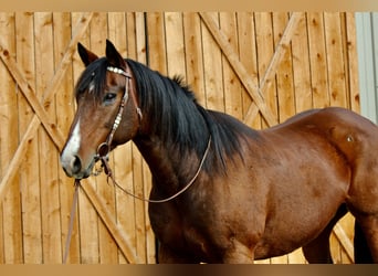 Quarter horse américain, Hongre, 15 Ans, 157 cm, Bai cerise