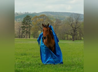 Quarter horse américain, Hongre, 15 Ans, 157 cm, Isabelle