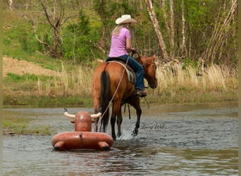 Quarter horse américain, Hongre, 15 Ans, 157 cm, Isabelle