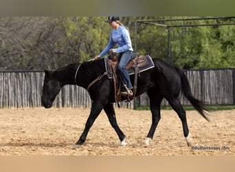 Quarter horse américain, Hongre, 15 Ans, 157 cm, Noir