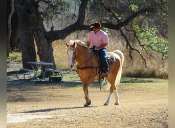 Quarter horse américain, Hongre, 15 Ans, 157 cm, Palomino